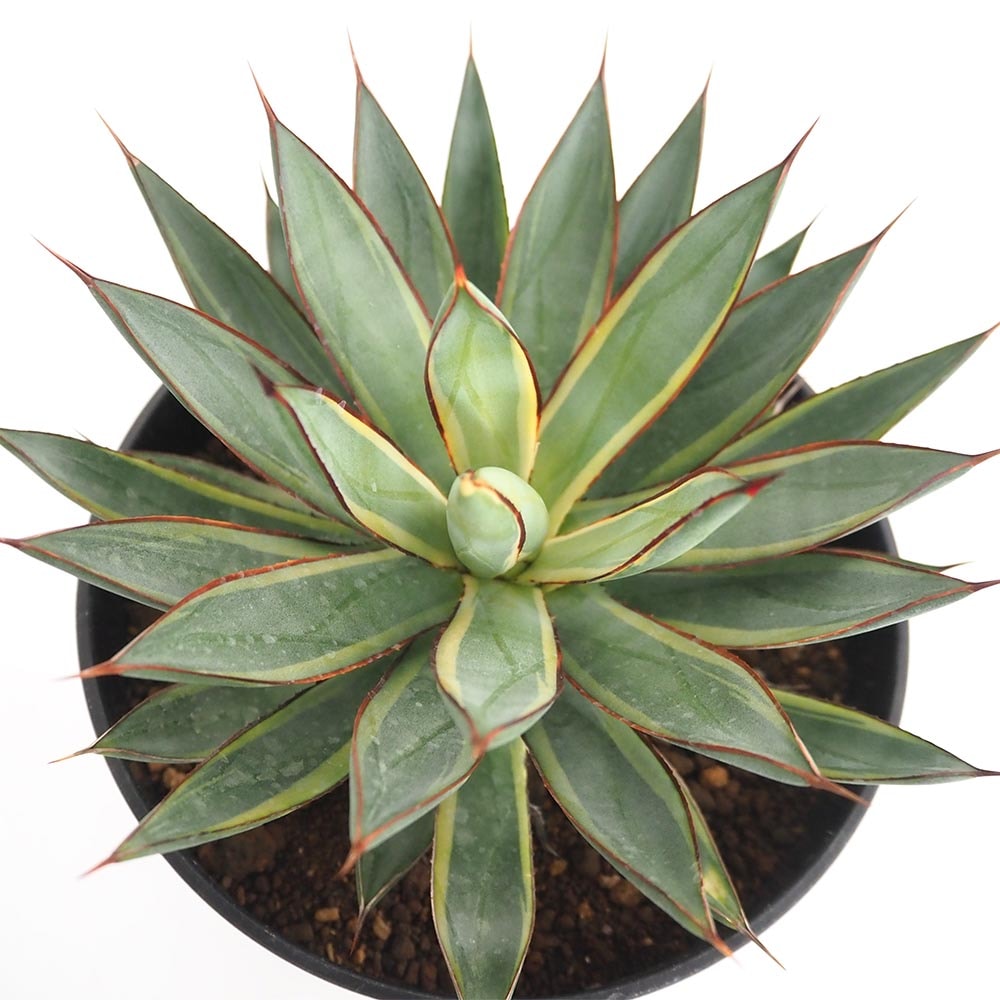 多肉植物 アガベ バーントバーガンディ錦 小株 4株同梱 アガベ