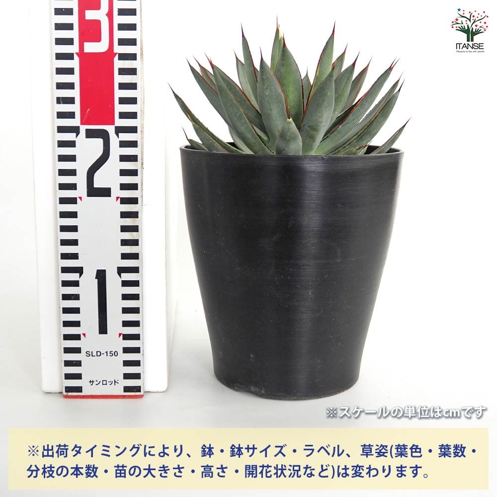アガベ バーントバーガンディ錦 【多肉植物 6号／1個売り】｜ 【植物の