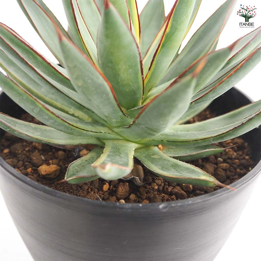 アガベ バーントバーガンディ錦 【多肉植物 6号／1個売り】｜ 【植物の