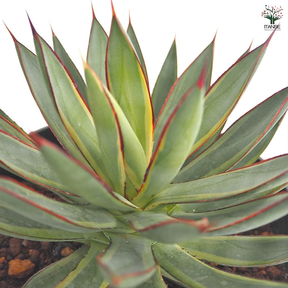 アガベ バーントバーガンディ錦 【多肉植物 6号／1個売り】｜ 【植物の