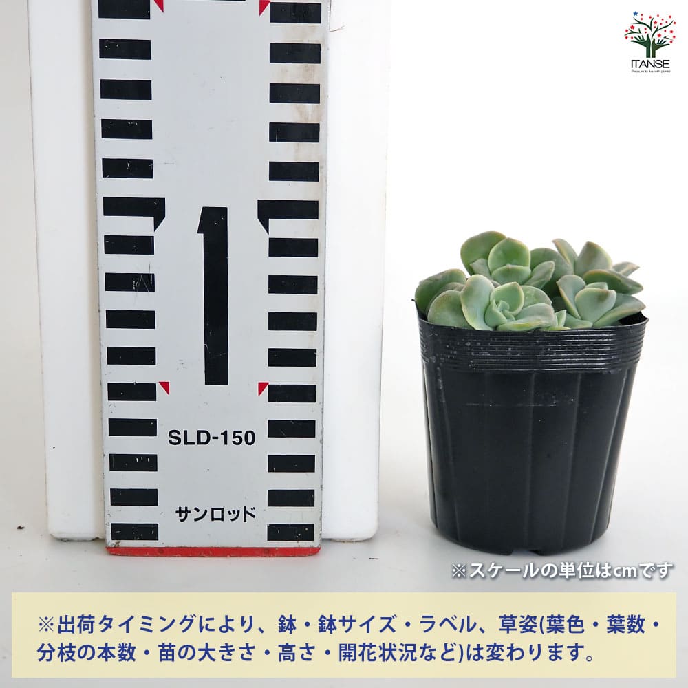 エケベリア ラブリーローズ 【多肉植物 2.5号】｜ 【植物の