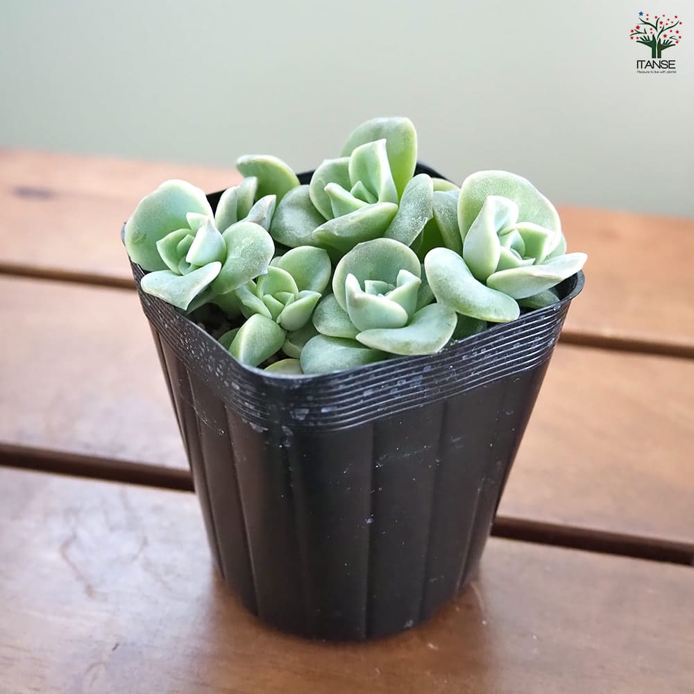 エケベリア ラブリーローズ 【多肉植物 2.5号】｜ 【植物の