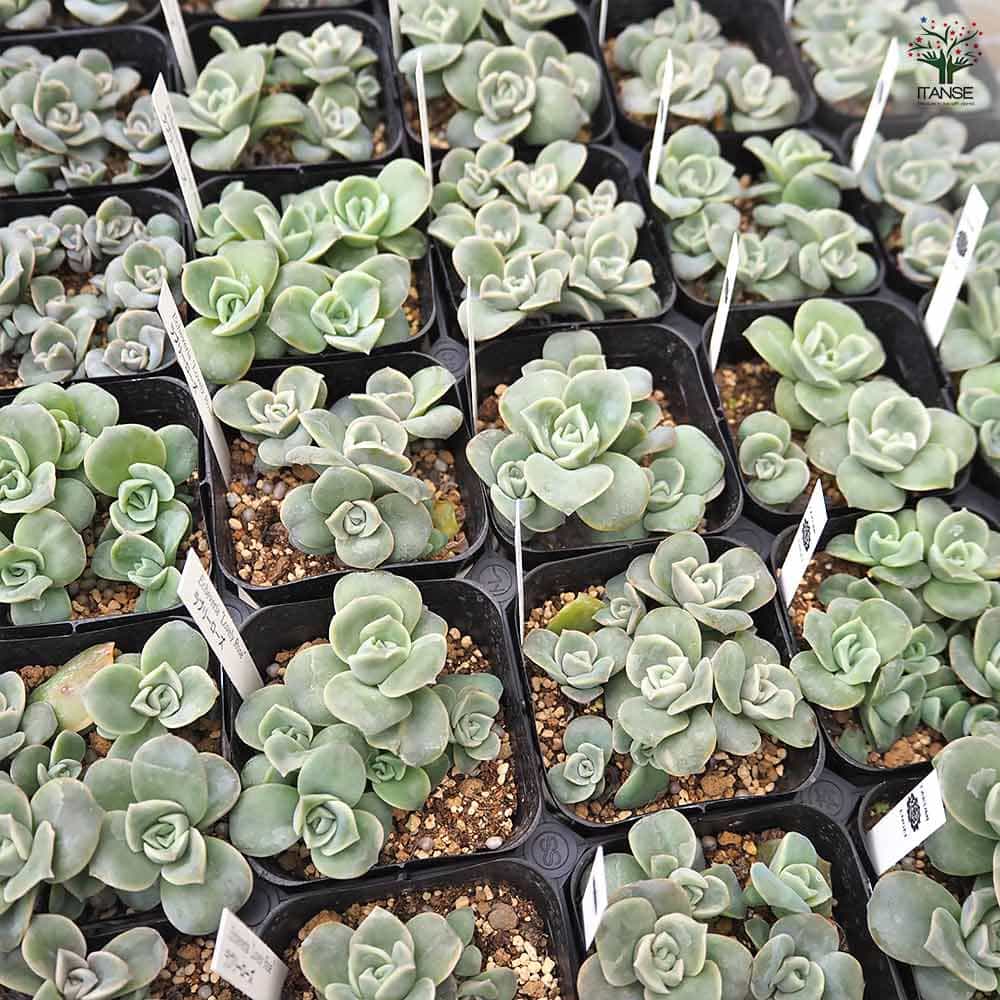 エケベリア ラブリーローズ 【多肉植物 2.5号】｜ 【植物の