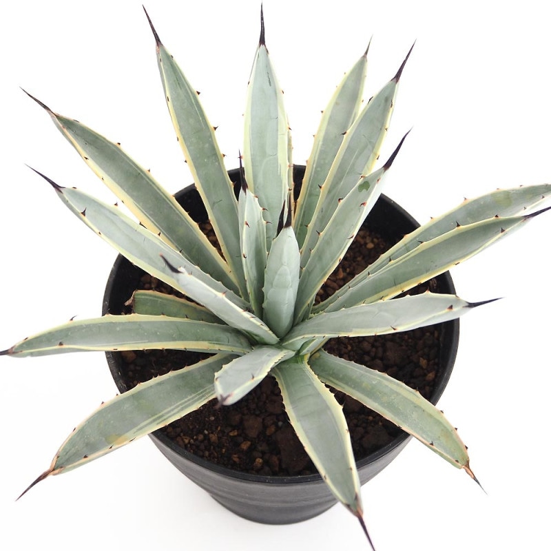 アガベ キュービック 【多肉植物 4号／1個売り】｜ 【植物の