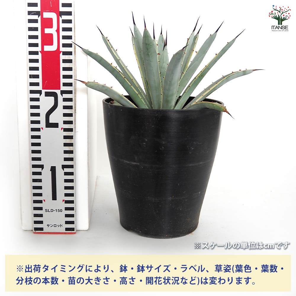 アガベ マクロアカンサ錦 【多肉植物 6号／1個売り】｜ 【植物の