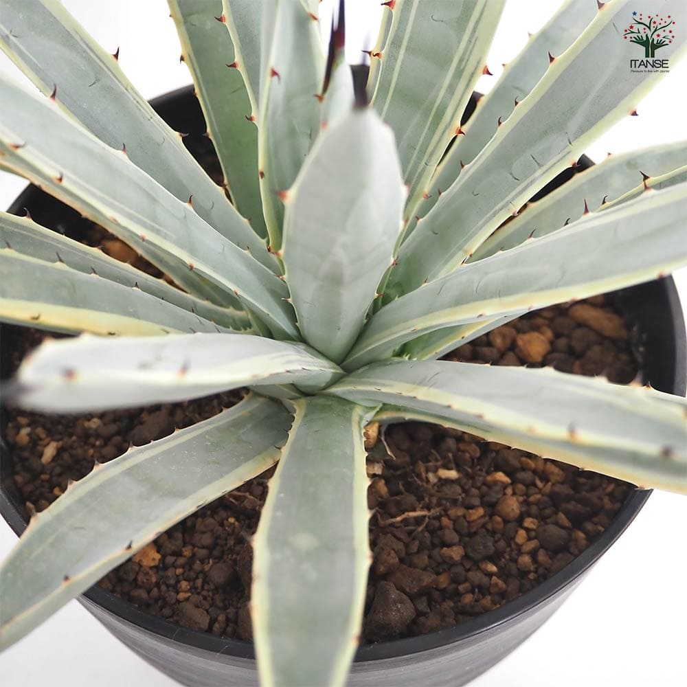 アガベ マクロアカンサ錦 中縞斑　　大株 アガベ マクロアカンサ 中斑 | mana's farm:塊根植物・アガベ・ドライ