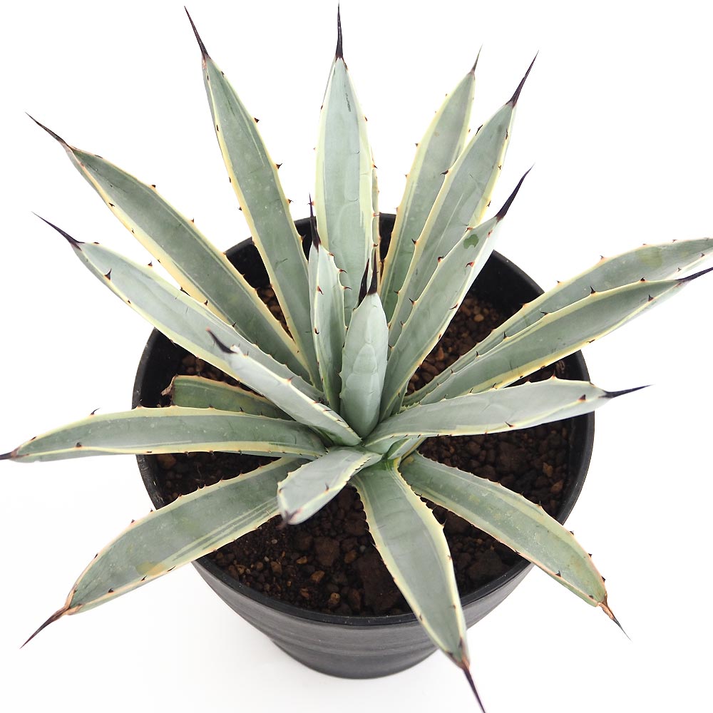 アガベ マクロアカンサ錦 【多肉植物 6号／1個売り】｜ 【植物の