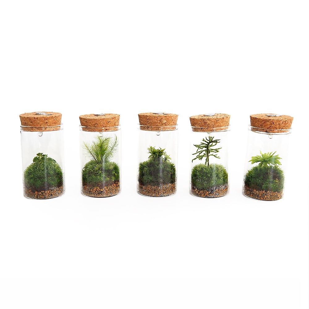 苔テラリウム ミニ LED付き 苔 【観葉植物 】