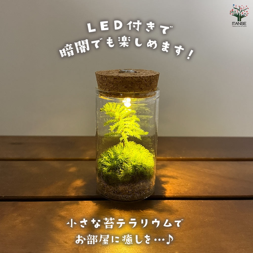 苔テラリウム ミニ LED付き 苔 【観葉植物 】｜ 【植物のITANSE