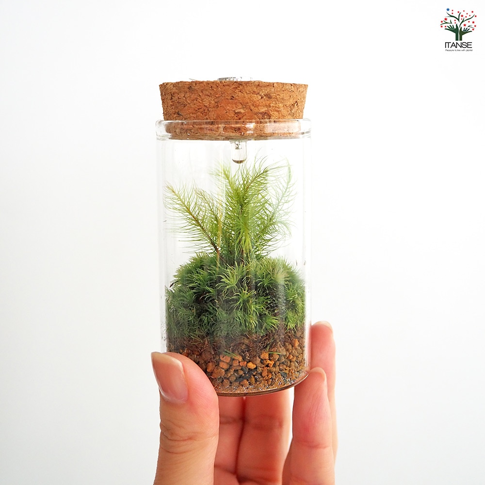 苔テラリウム ミニ LED付き 苔 【観葉植物 】｜ 【植物のITANSE
