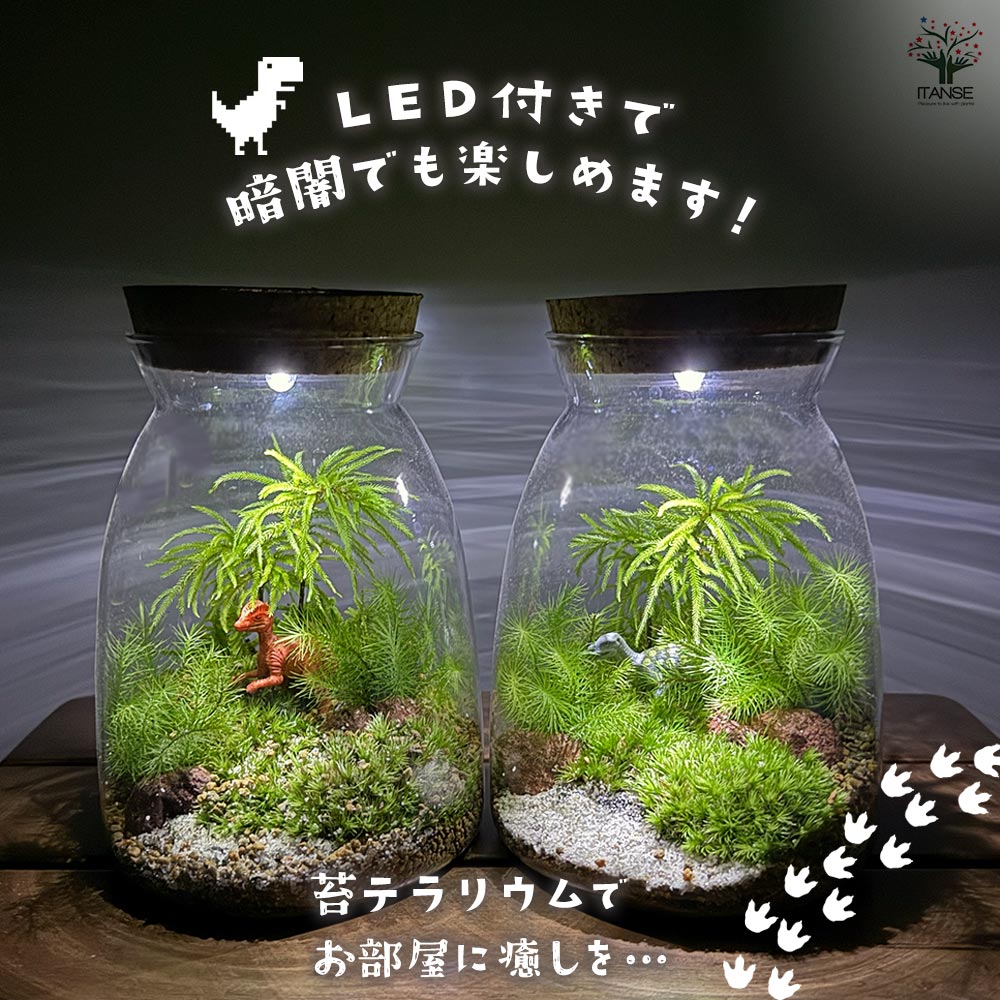 苔テラリウム 4～5種寄せ植え LED付き 恐竜 【観葉植物 ／1個売り