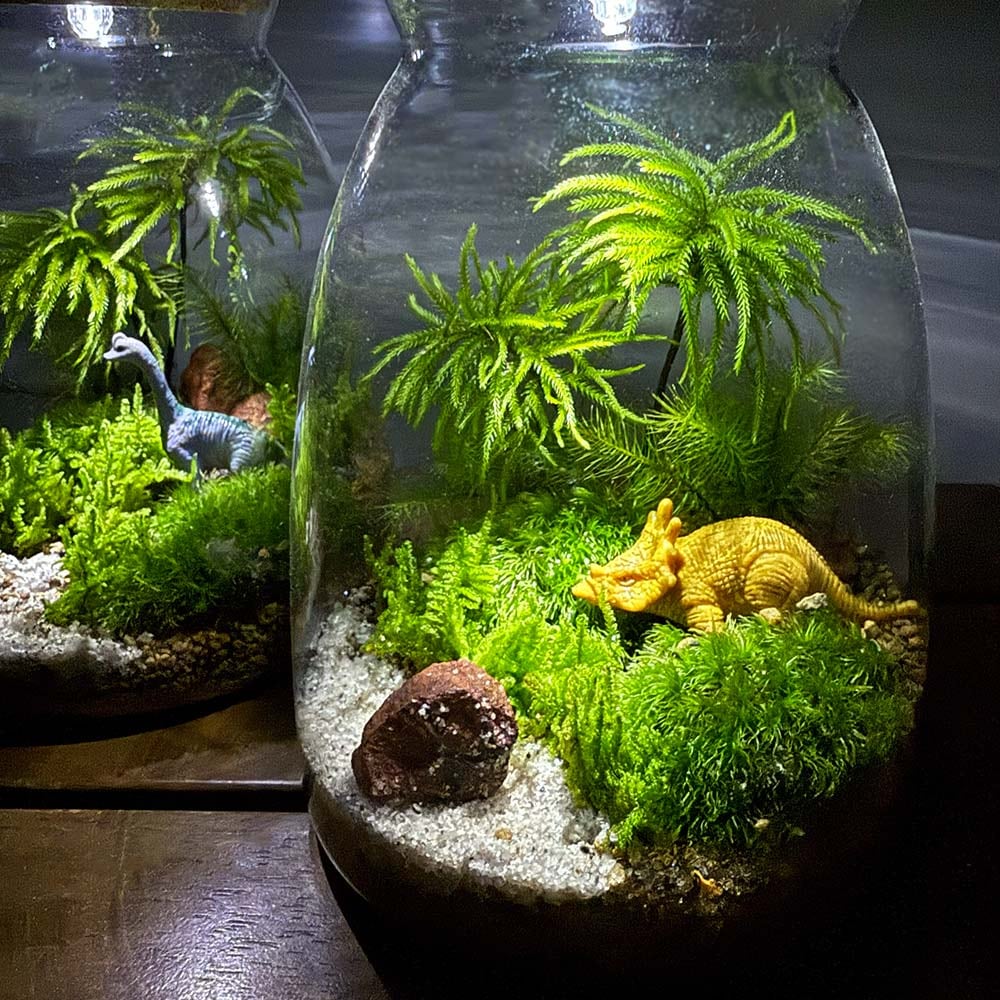 苔テラリウム　植物育成LED付 苔テラリウム 4～5種寄せ植え LED付き 恐竜 【観葉植物 ／1個売り