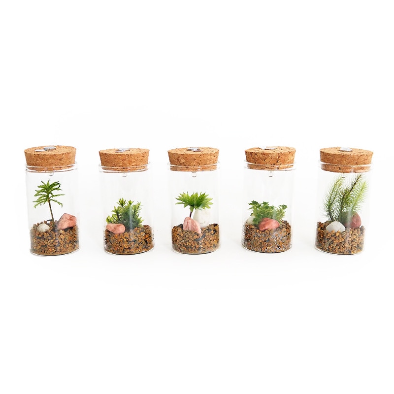 パキポディウム グラキリス 【多肉植物 2号鉢／1個売り】｜ 【植物の
