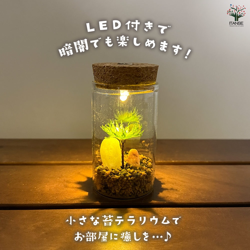 苔テラリウム ミニ LED付き 石 【観葉植物 】｜ 【植物のITANSE