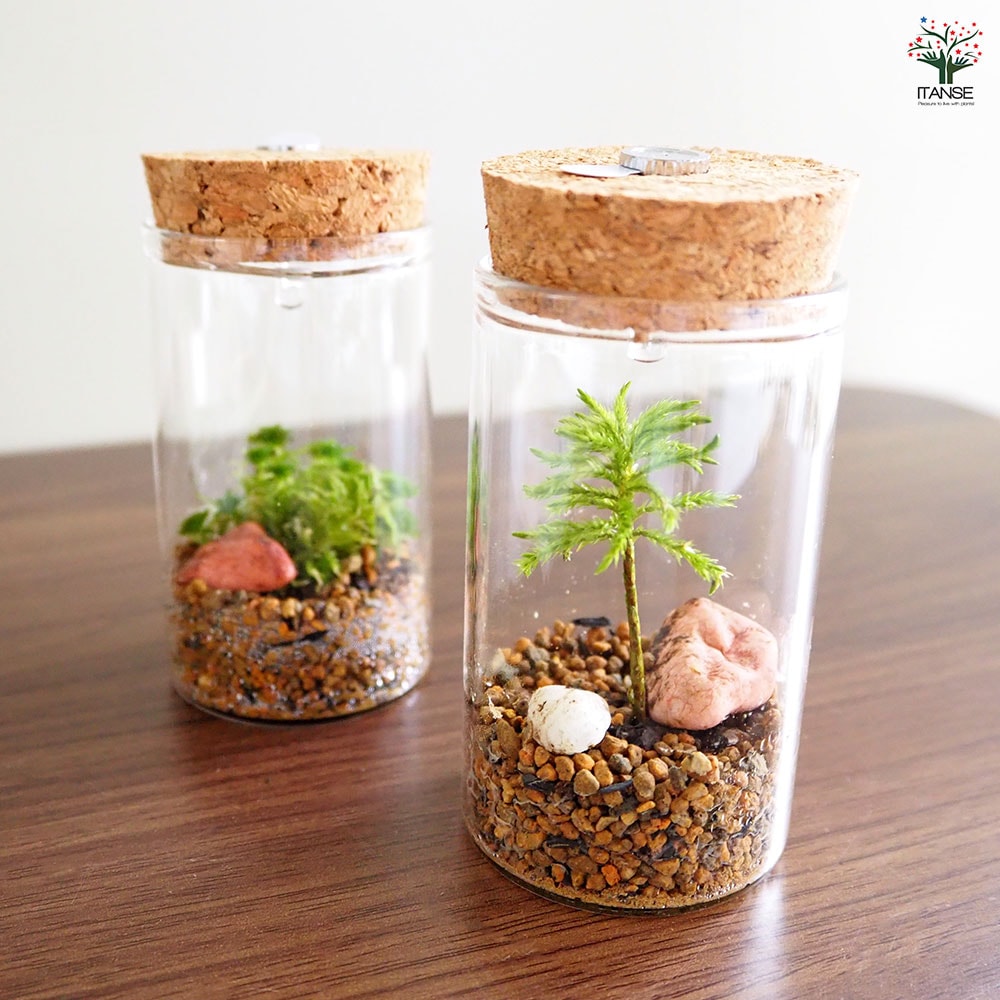 苔テラリウム ミニ LED付き 石 【観葉植物 】｜ 【植物のITANSE