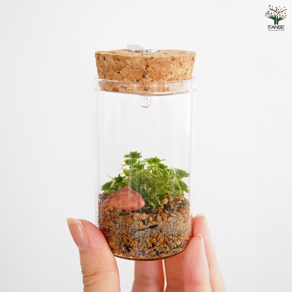 苔テラリウム ミニ LED付き 石 【観葉植物 】｜ 【植物のITANSE