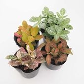 フィットニア【観葉植物 3号】|観葉植物