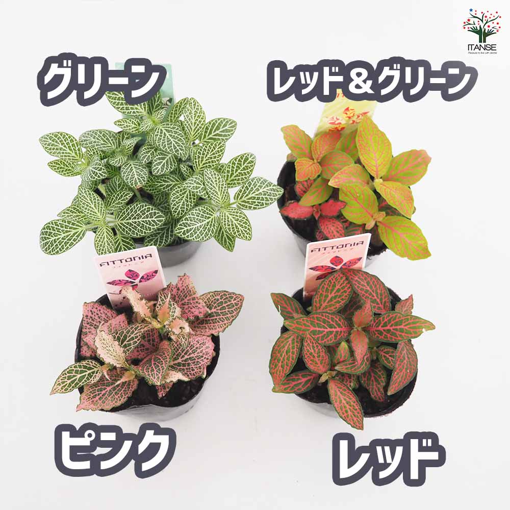フィットニア【観葉植物 3号】｜ 【植物のITANSE】全品送料無料
