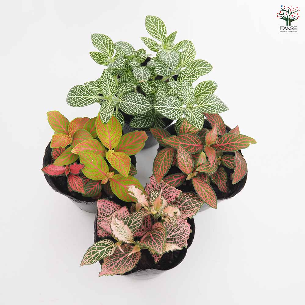 フィットニア【観葉植物 3号】｜ 【植物のITANSE】全品送料無料