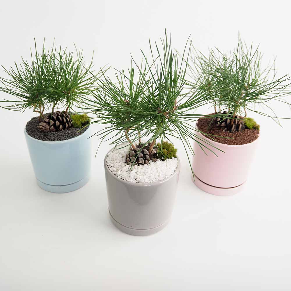 迎春ぼっくり松 パステル鉢 【庭木 】