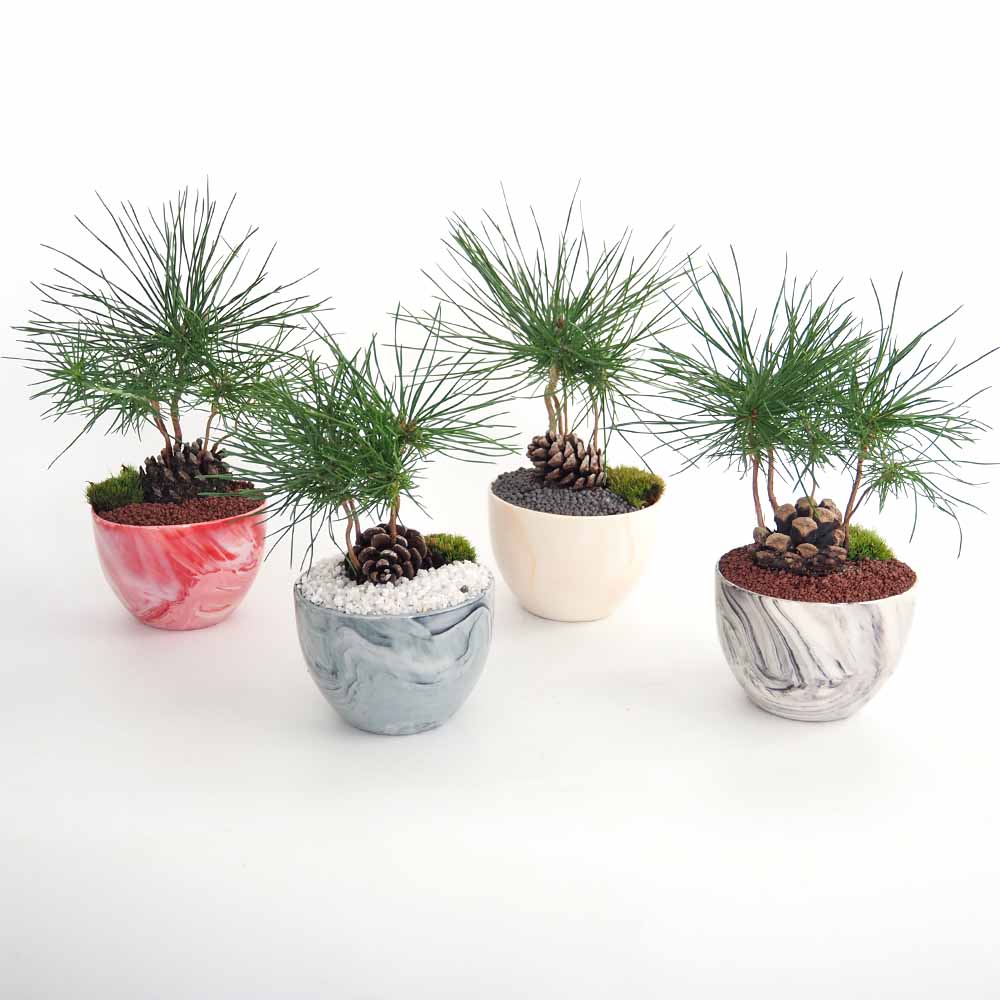 迎春ぼっくり松 お椀鉢見計らい 【庭木 ／1個売り】｜ 【植物の