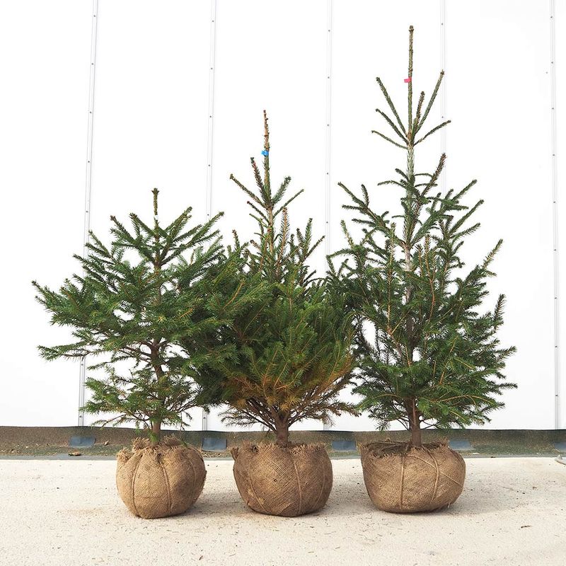 コルディリネ キウイ 【観葉植物 4号】｜ 【植物のITANSE】全品