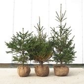 ドイツトウヒ 根巻  【庭木】|植木・花木