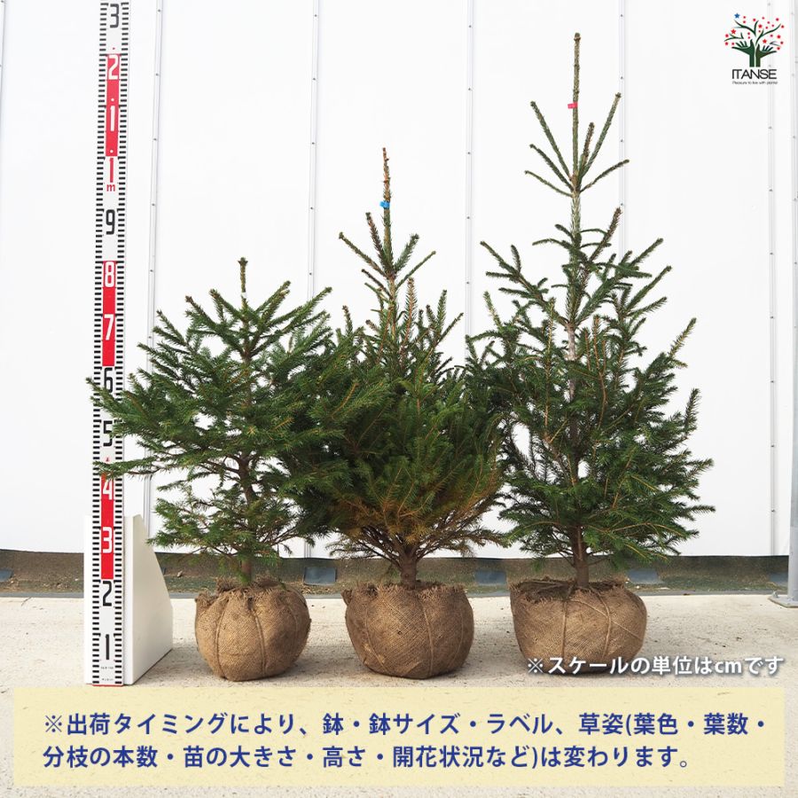 ドイツトウヒの苗木　根上約80㎝‼️お庭のシンボルツリー　クリスマスツリーなどに♪ ドイツトウヒ 根巻 【庭木】｜ 【植物のITANSE】全品送料無料