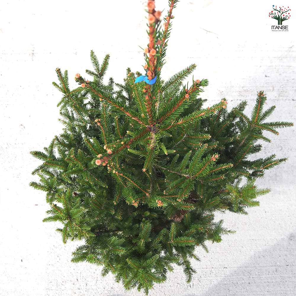 ドイツトウヒ 根巻 【庭木】｜ 【植物のITANSE】全品送料無料