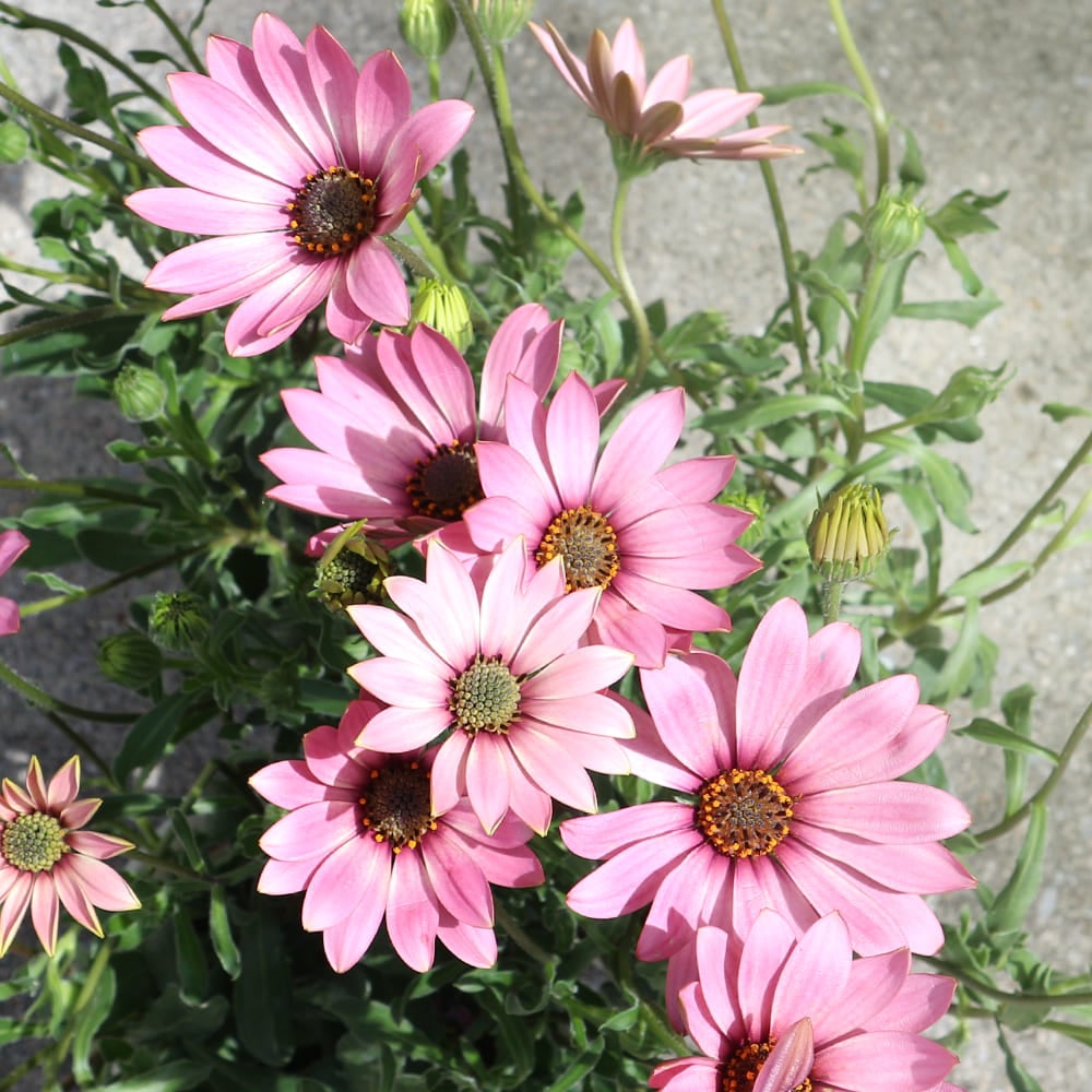 オステオスペルマム アンティークピーチ 【花苗 3号】