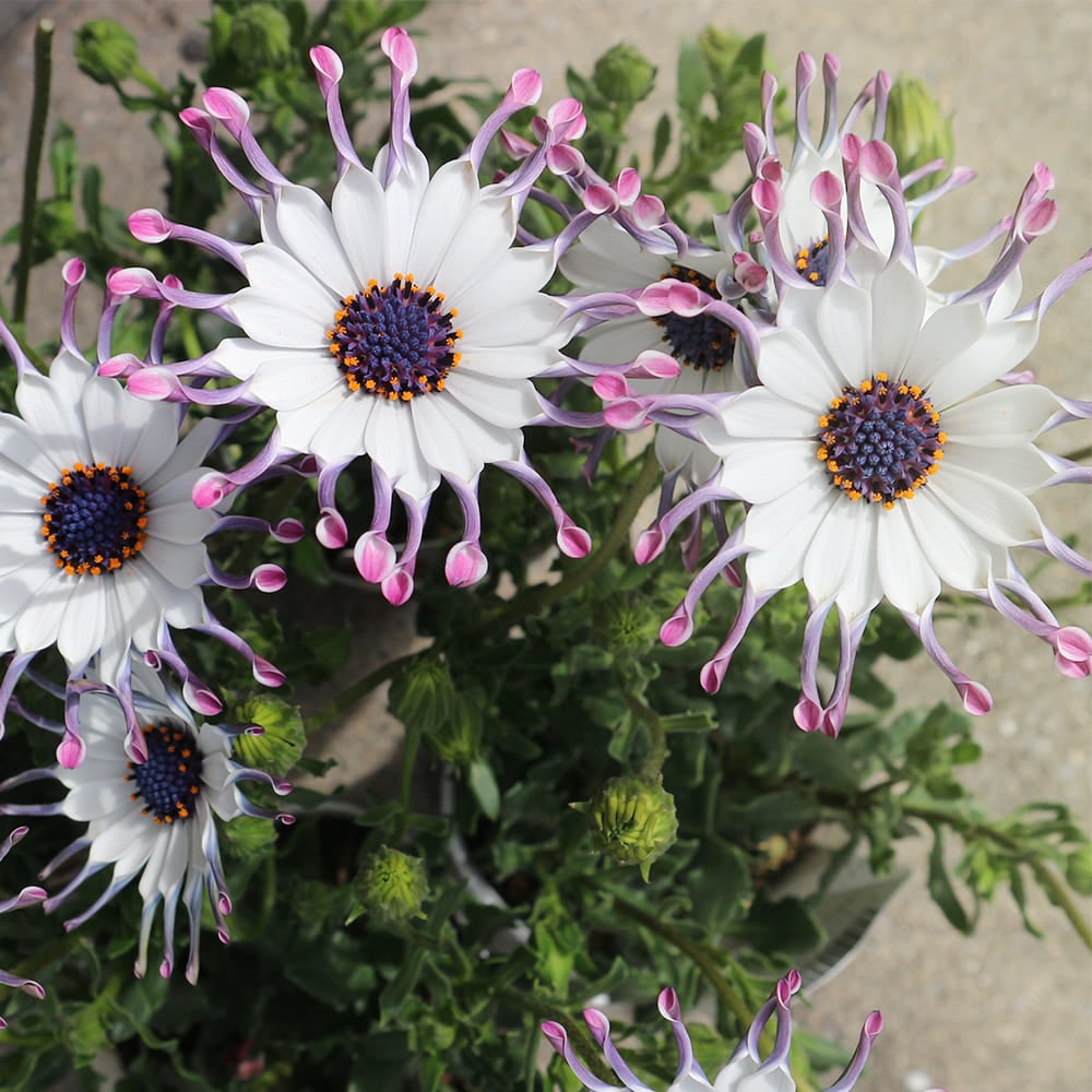 オステオスペルマム スプーンdeベリー 【花苗 3号】