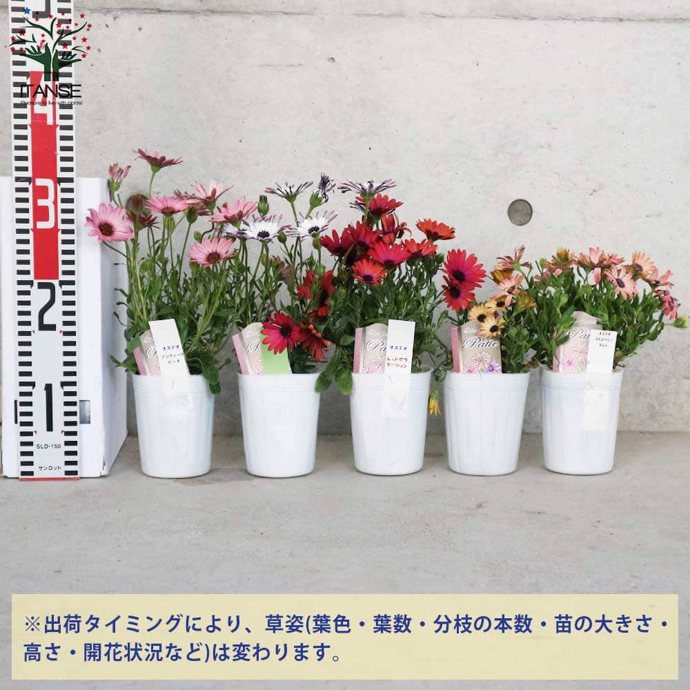 オステオスペルマム 5色セット 【花苗 3号／各1個合計5個】｜ 【植物の
