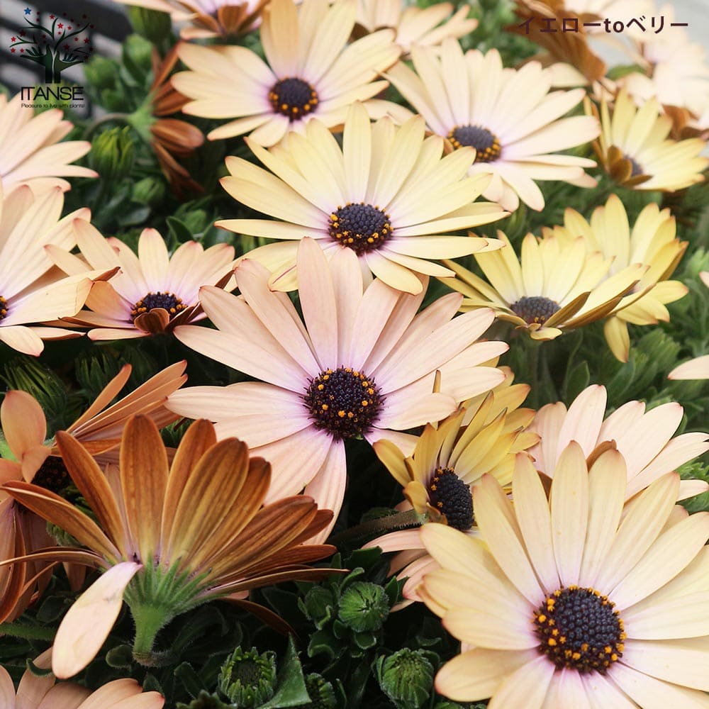 オステオスペルマム 5色セット 【花苗 3号／各1個合計5個】｜ 【植物の