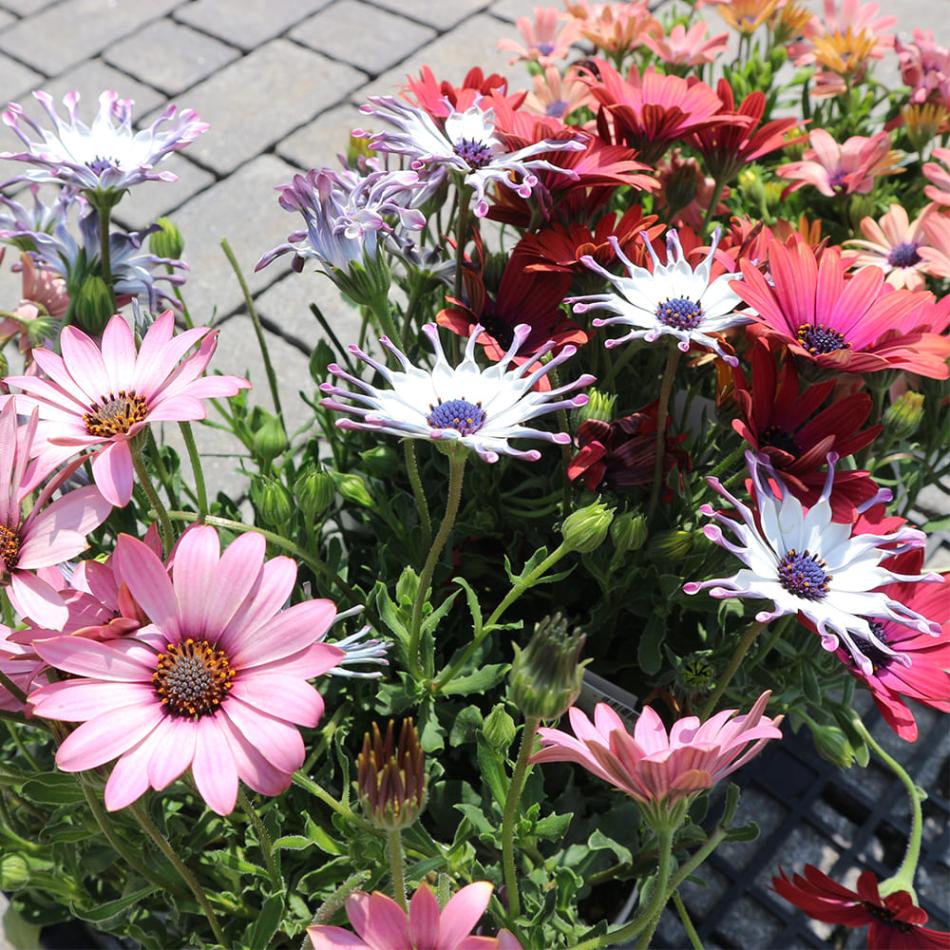 オステオスペルマム 5色セット 【花苗 3号／各1個合計5個】