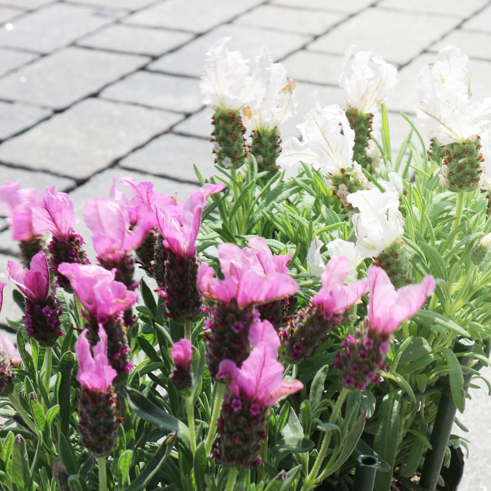 フレンチラベンダー 2品種セット 【ハーブの苗 3.5号】