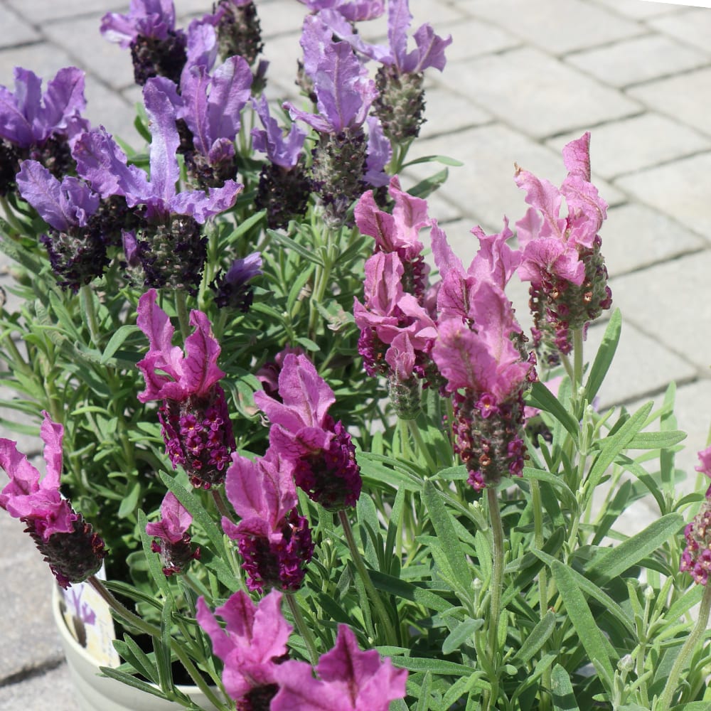 フレンチラベンダー 2品種セット 【ハーブの苗 4号／各1個合計2個】