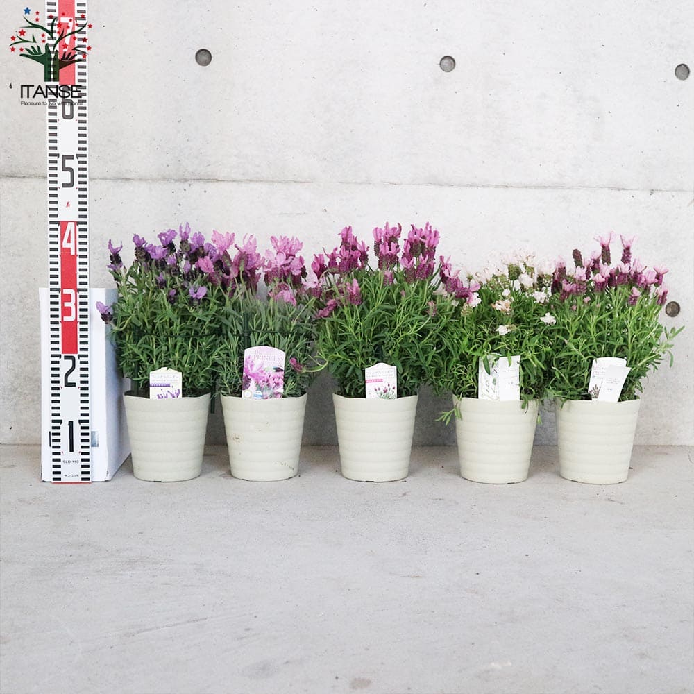 フレンチラベンダー 5品種セット 【ハーブの苗 5号】｜ 【植物の