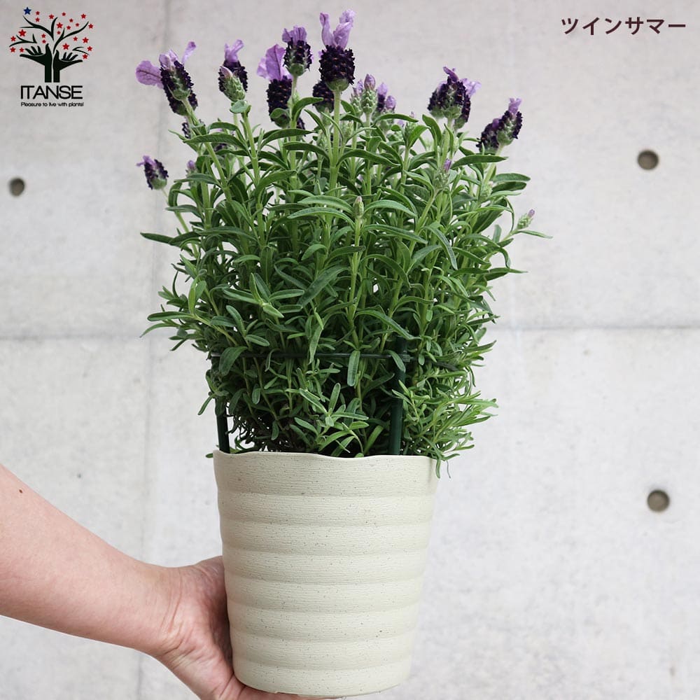 フレンチラベンダー 5品種セット 【ハーブの苗 5号】｜ 【植物の