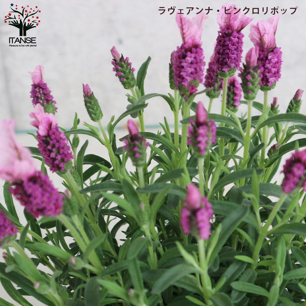 フレンチラベンダー 5品種セット 【ハーブの苗 5号】｜ 【植物の