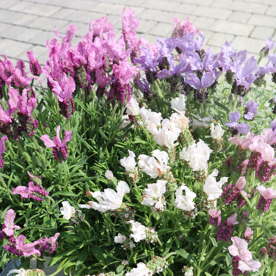 フレンチラベンダー 5品種セット 【ハーブの苗 5号】