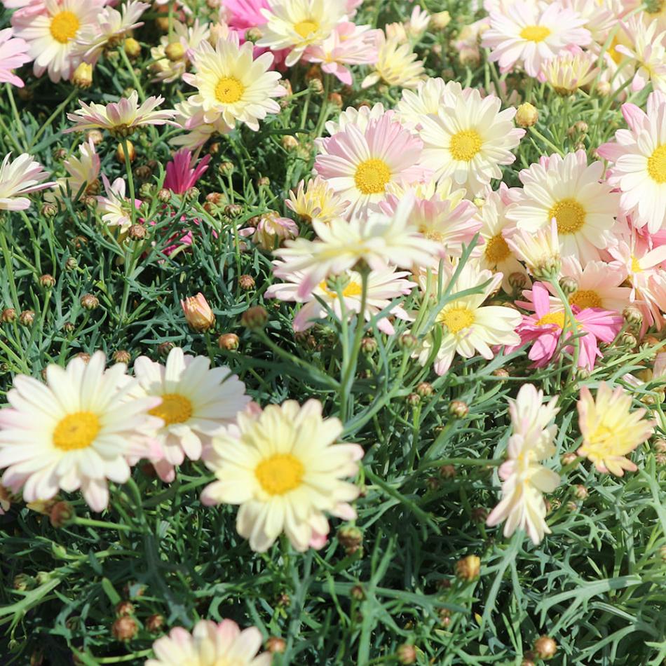 マーガレット スマッシュピンク＆レモン 【花苗 4号】