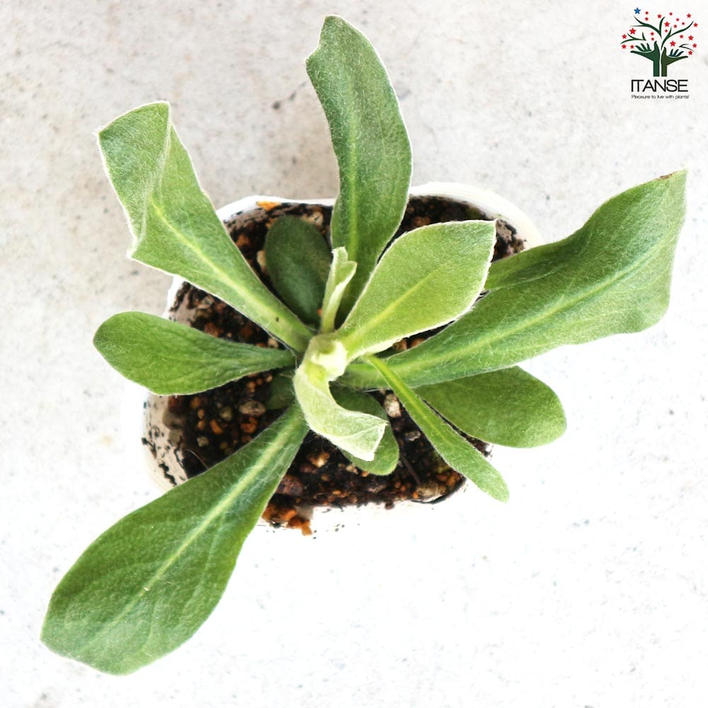 ベニスの花 園芸ネット本店｜ニューギニアインパチェンス：ソニックマジックピンク