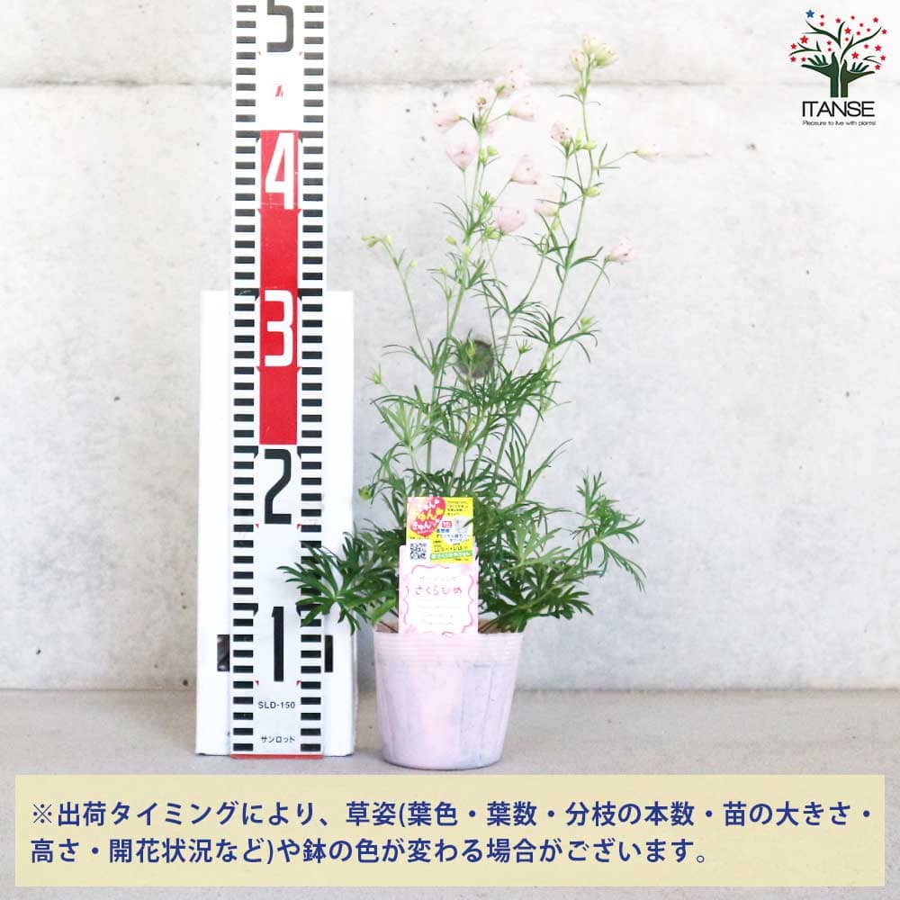 デルフィニューム さくらひめ 【花苗 3.5号】｜ 【植物のITANSE