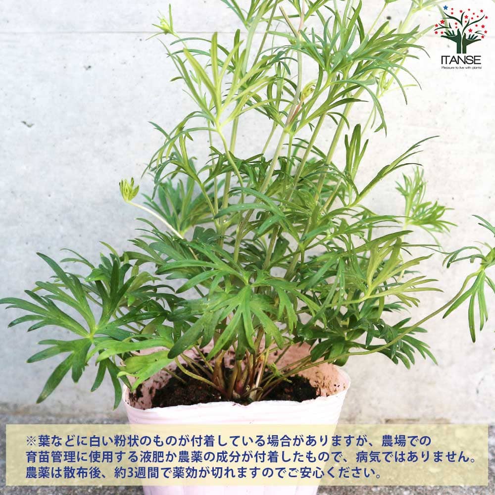 デルフィニューム さくらひめ 【花苗 3.5号】｜ 【植物のITANSE