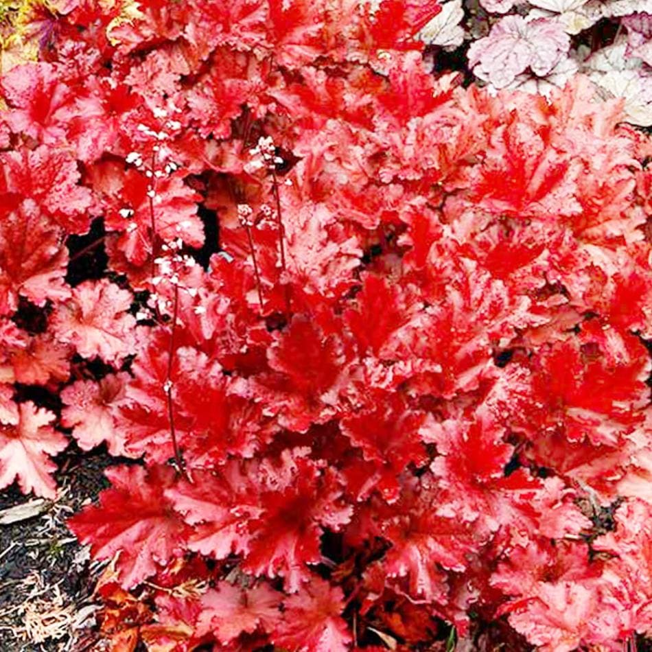 ヒューケラ フォーエバーレッド2個～ 【花苗 3.5号】