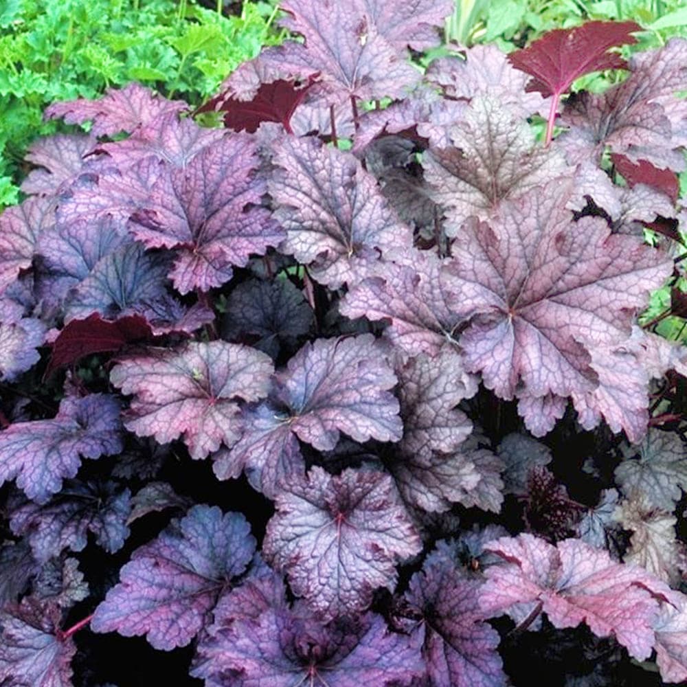 ヒューケラ アメジストミスト2個～ 【花苗 3.5号】