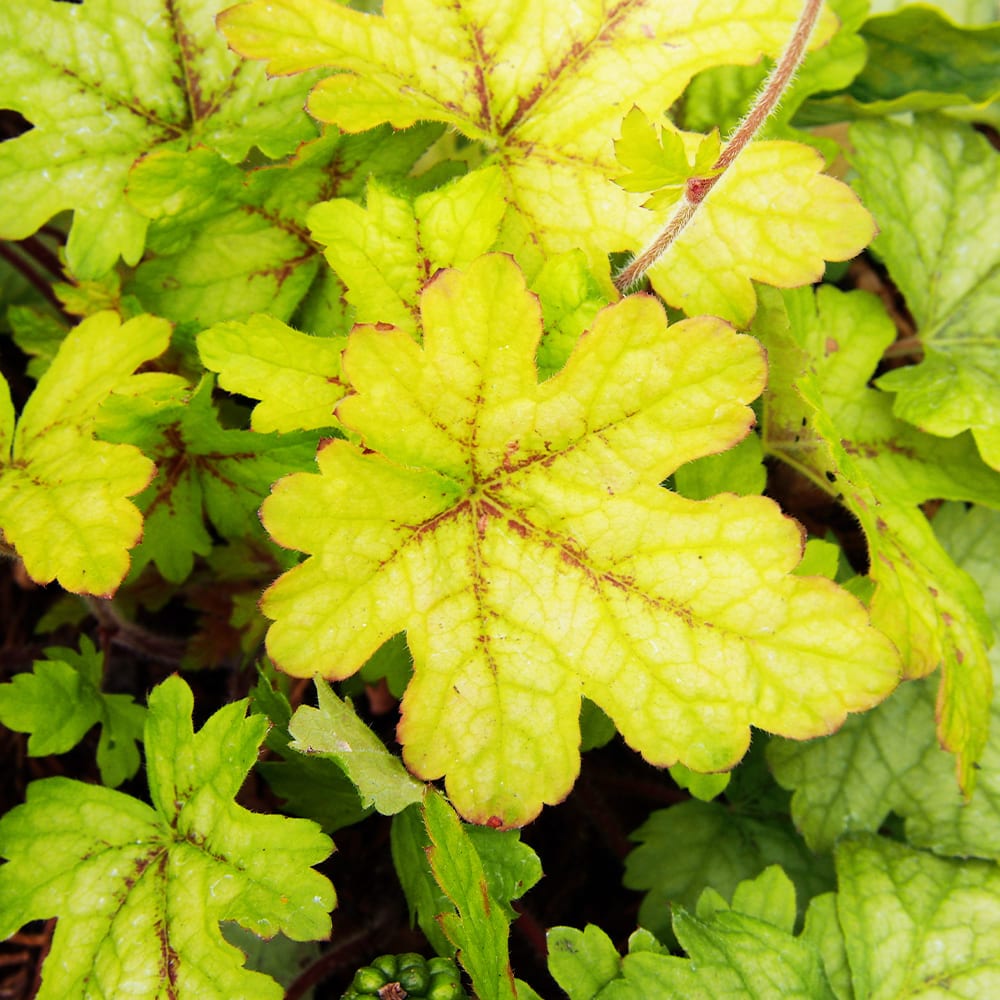 ヒューケラ アラバマサンライズ2個～ 【花苗 3.5号】