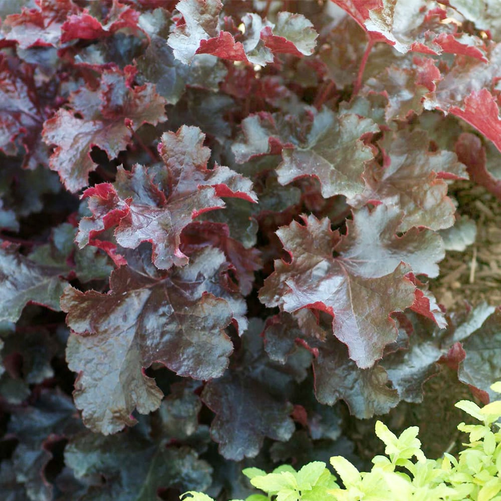 ヒューケラ ブラックビューティー2個～ 【花苗 3.5号】