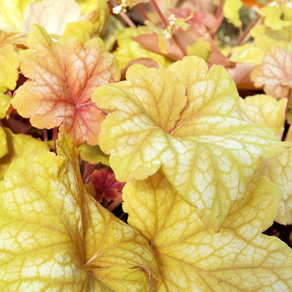 ヒューケラ シャンパーニュ2個～ 【花苗 3.5号】