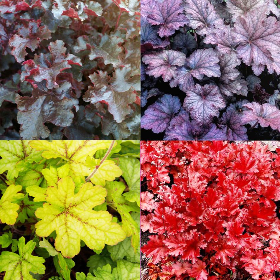 ヒューケラ 4種セット 【花苗 3.5号／各1個合計4個】